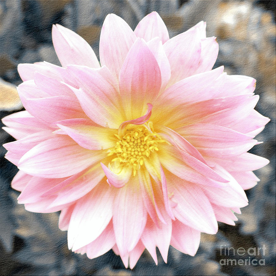 Pale Pink and Yellow Dahlia Photograph by Bentley Davis