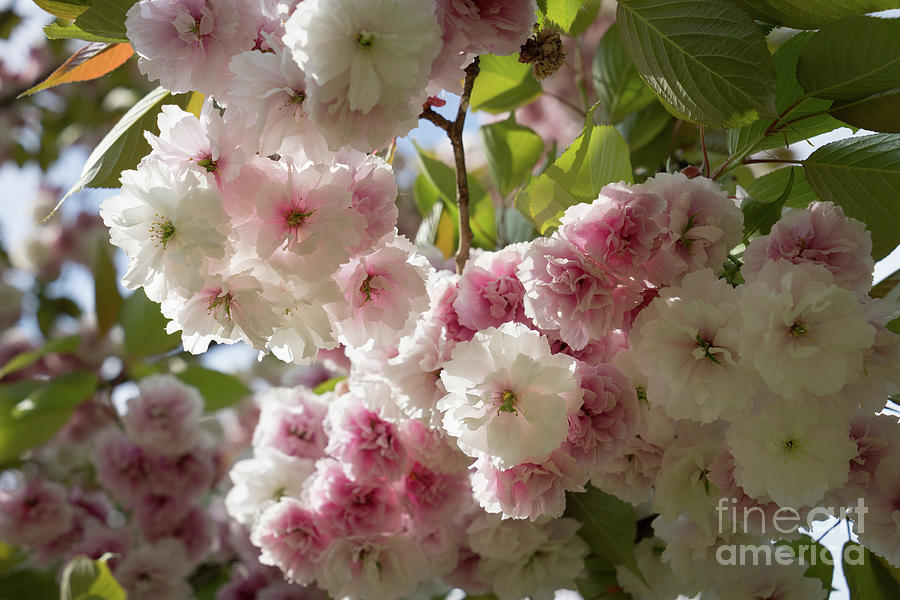 Pale pink blossoms of an ornamental cherry in spring 1 Photograph by Adriana Mueller