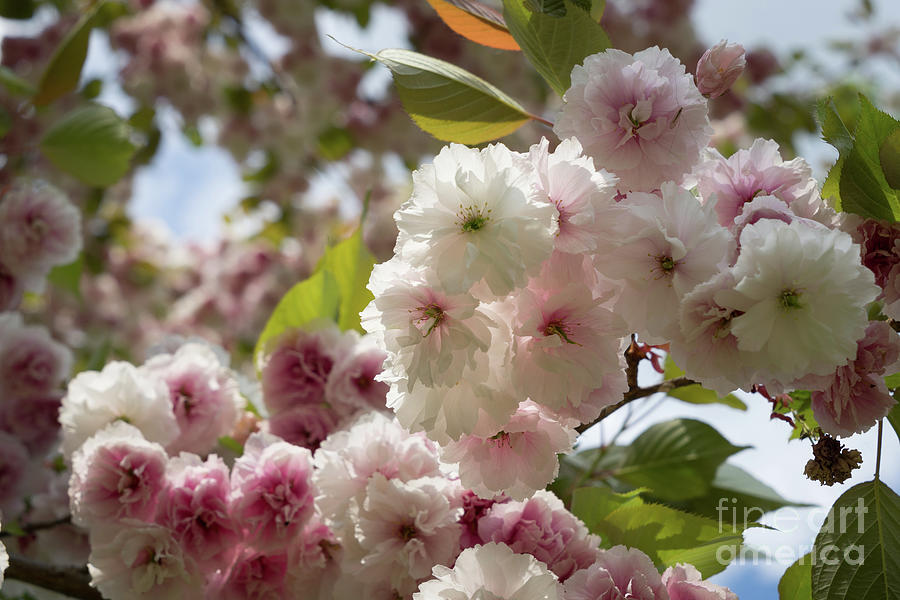 Pale pink blossoms of an ornamental cherry in spring 2 Photograph by Adriana Mueller