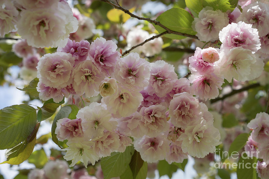Pale pink blossoms of an ornamental cherry in spring 3 Photograph by Adriana Mueller