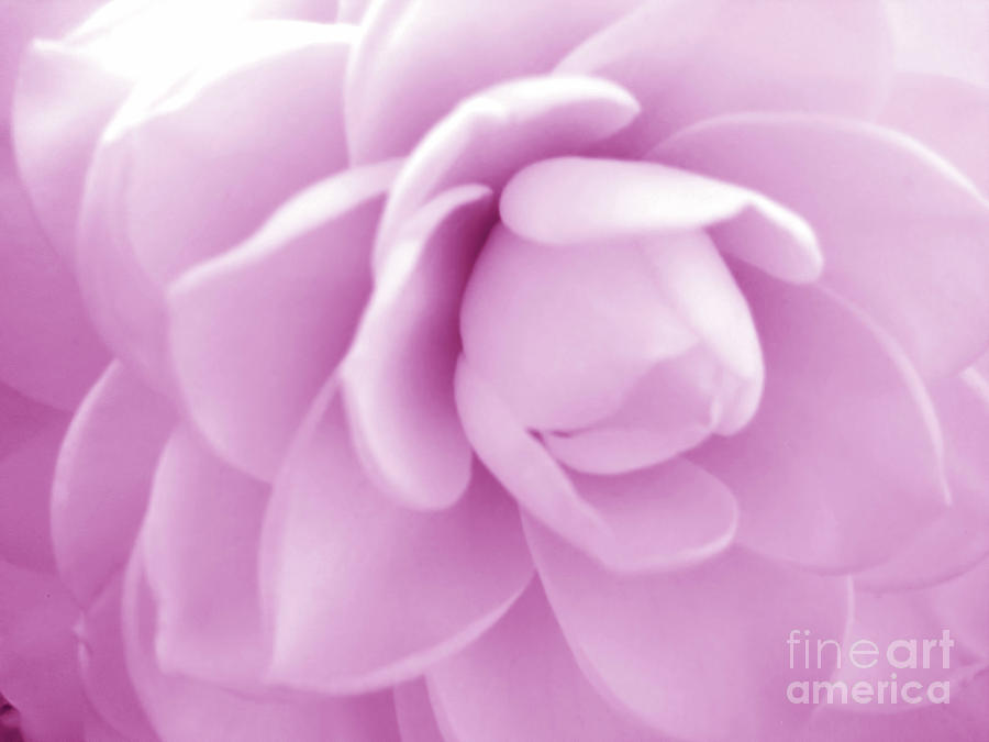 Pale Pink Camellia Photograph by D Hackett