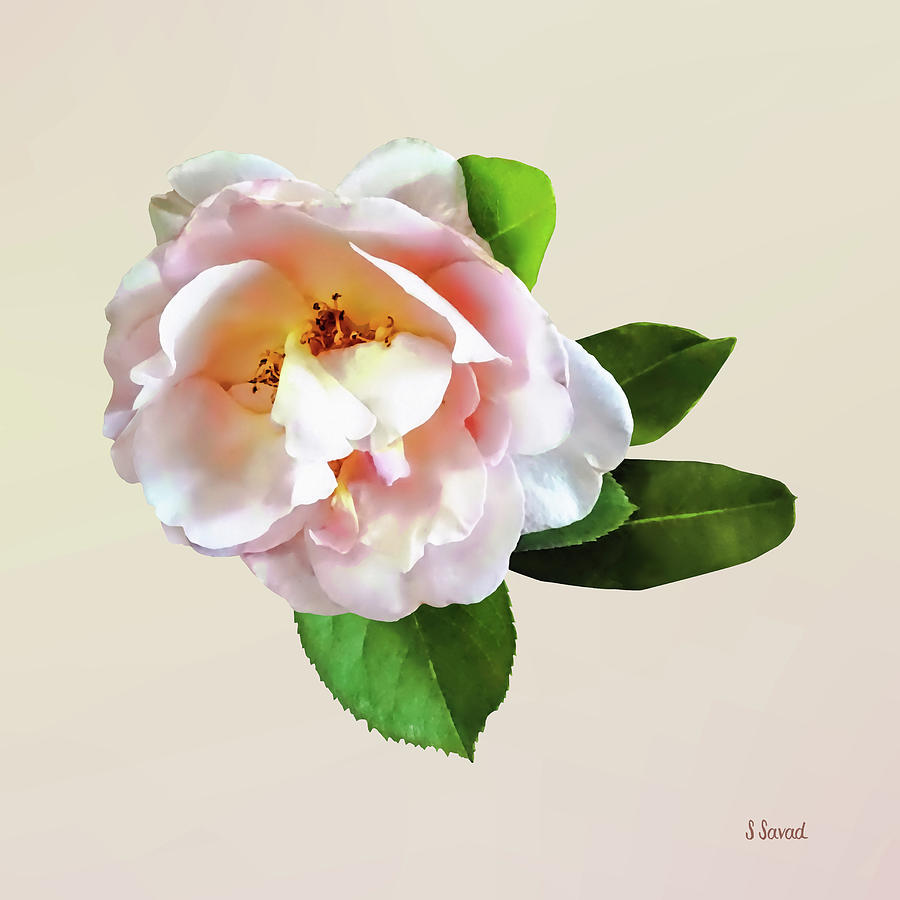 Pale Pink Camellia Photograph by Susan Savad