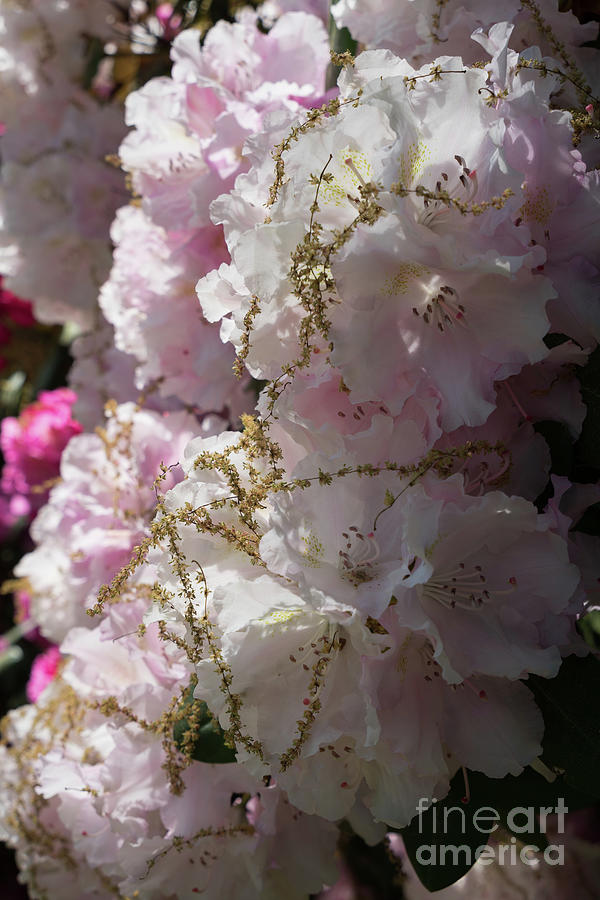 Pale pink rhododendron flowers 1 Photograph by Adriana Mueller