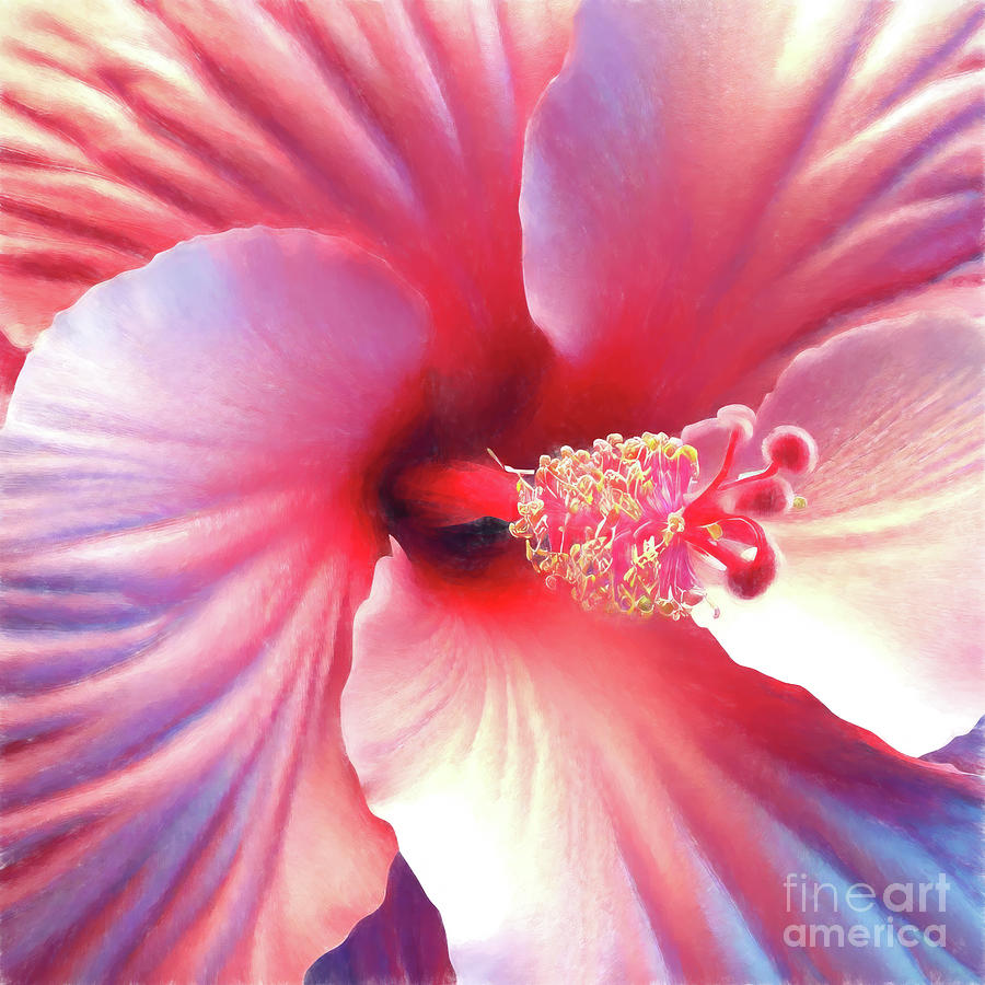 Pale Pink Hibiscus Digital Art