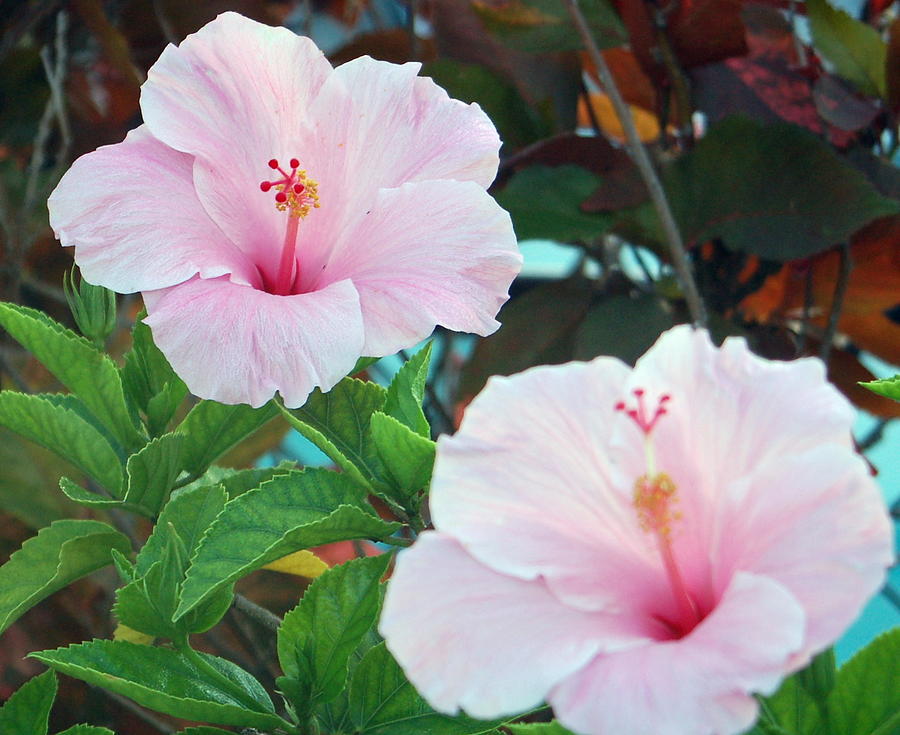  Pale Pink Hibiscus Photograph by Sandy Poore