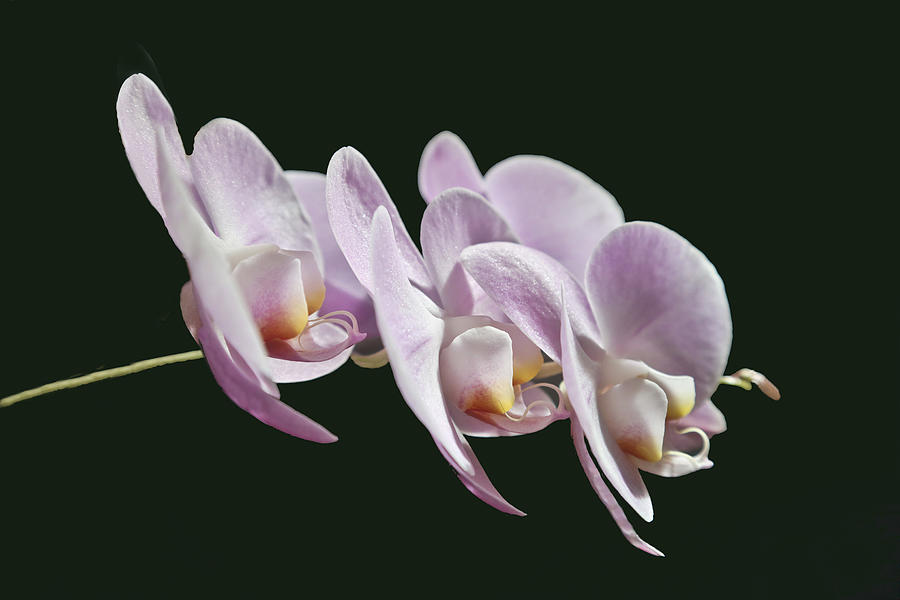 Pale Pink Phaleonopsis Orchid 2021 Photograph by Joyce Dickens