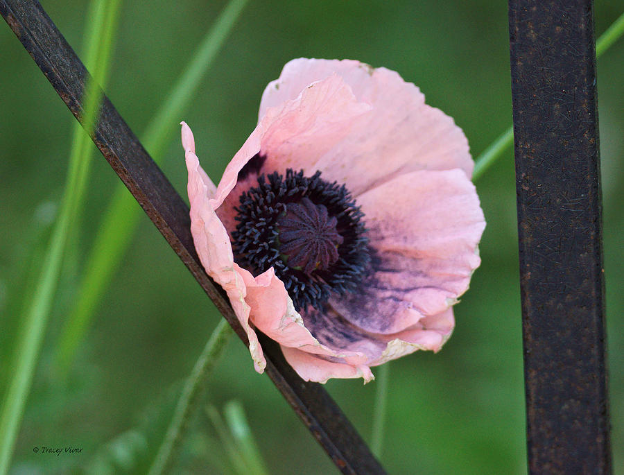 Pale Pink Poppy With Wrought Iron Photograph