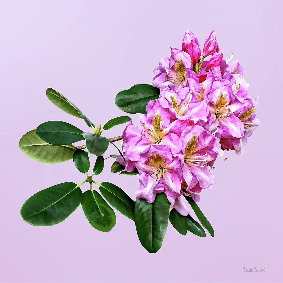 Pale Pink Rhododendron Photograph by Susan Savad