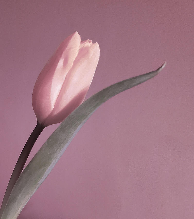 Pale Pink Tulip Photograph by Joan Han