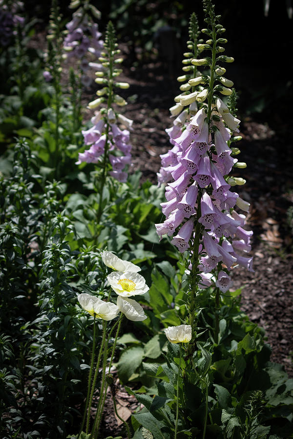 Pale Purple Foxgloves Photograph by Suzanne Gaff