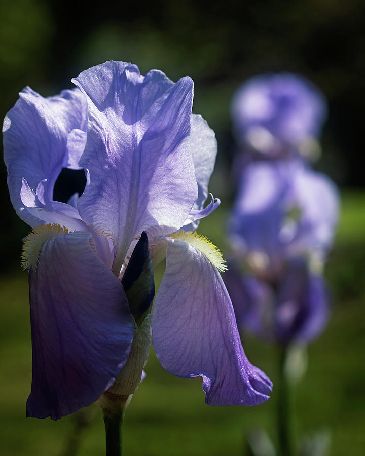 Pale Purple Irises Photograph