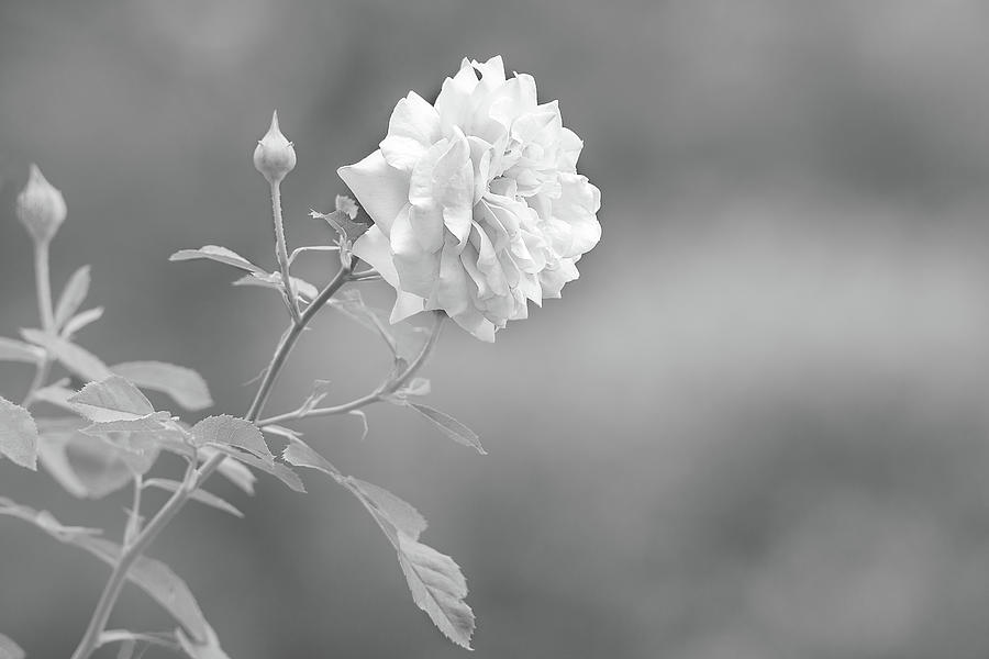 Pale Rose  Photograph by Fon Denton