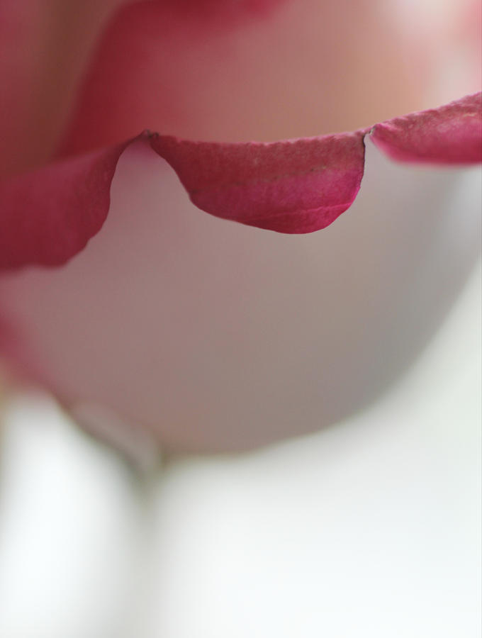 Pale Rose Of Love Photograph