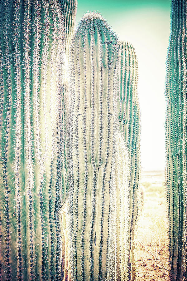 Pale Saguaro Cacti #1 Photograph by Jennifer Wright