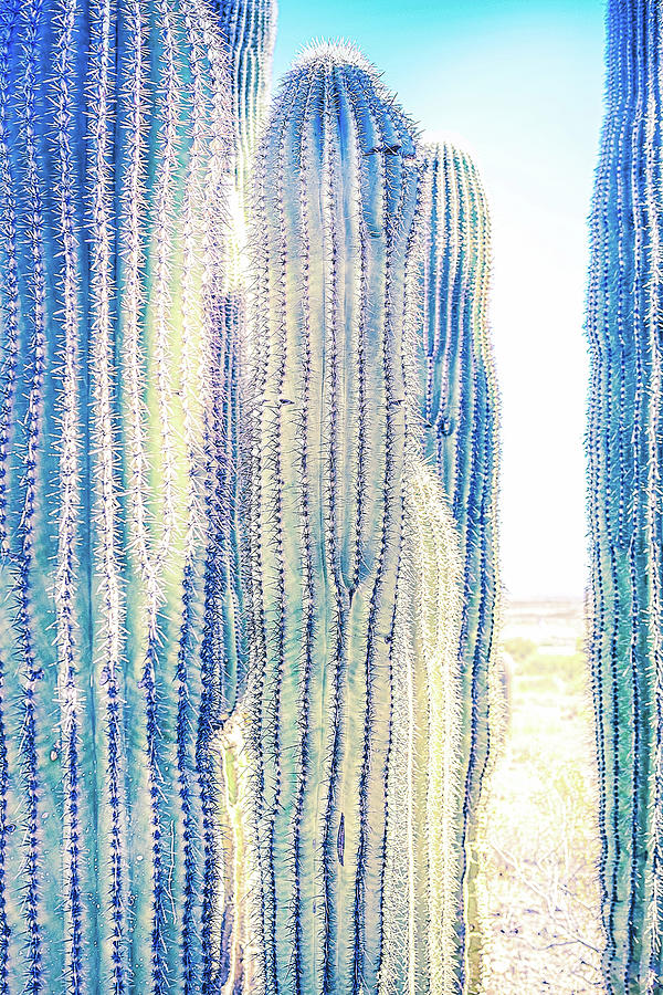 Pale Saguaro Cacti #2 Photograph by Jennifer Wright