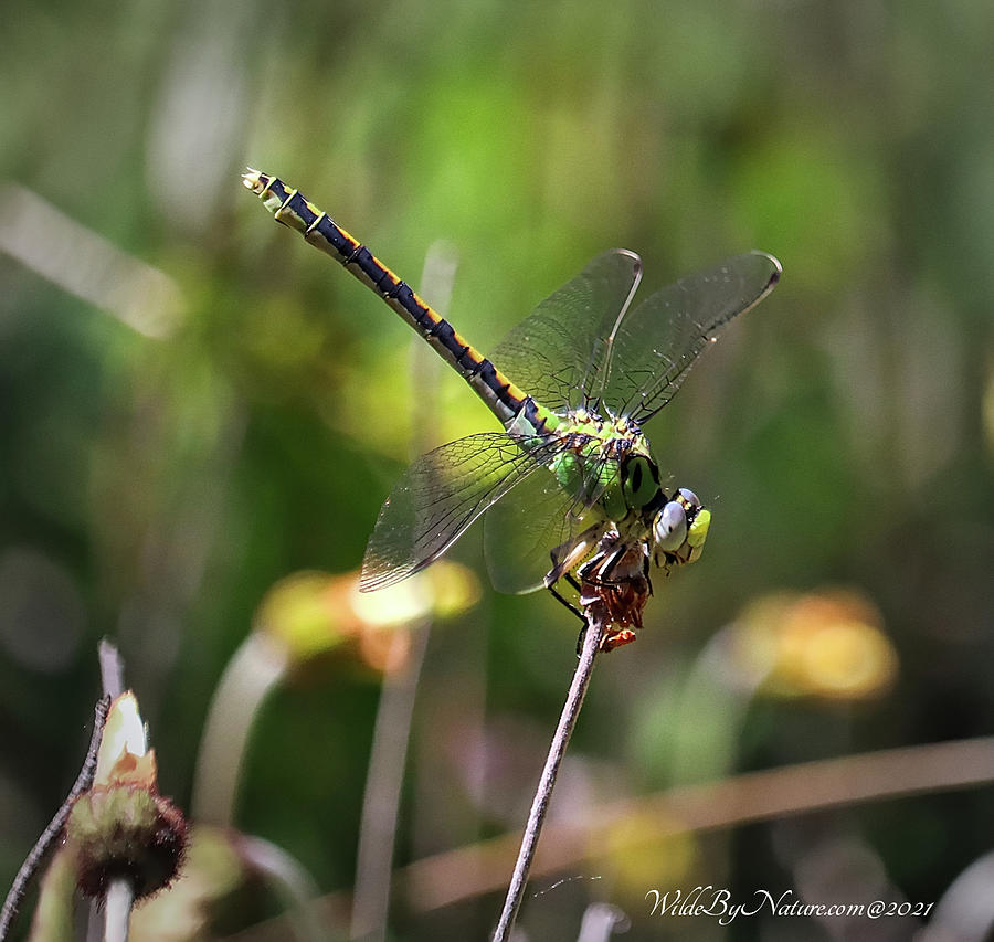 Pale Snaketail Dragonfly Digital Art by David Wilde - Fine Art America