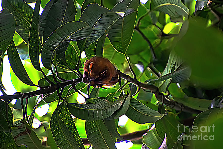 Pale Spear-Nosed Bat Photograph by Al Bourassa