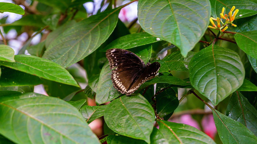 Pale Spotted Swallowtail Butterfly Photograph by Cathy Anderson