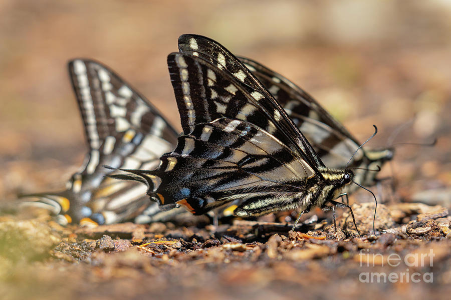 Pale Swallowtail Butterflies Group Photograph by Nancy Gleason