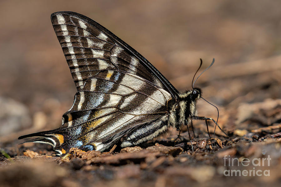 Pale Swallowtail Butterfly Photograph by Nancy Gleason