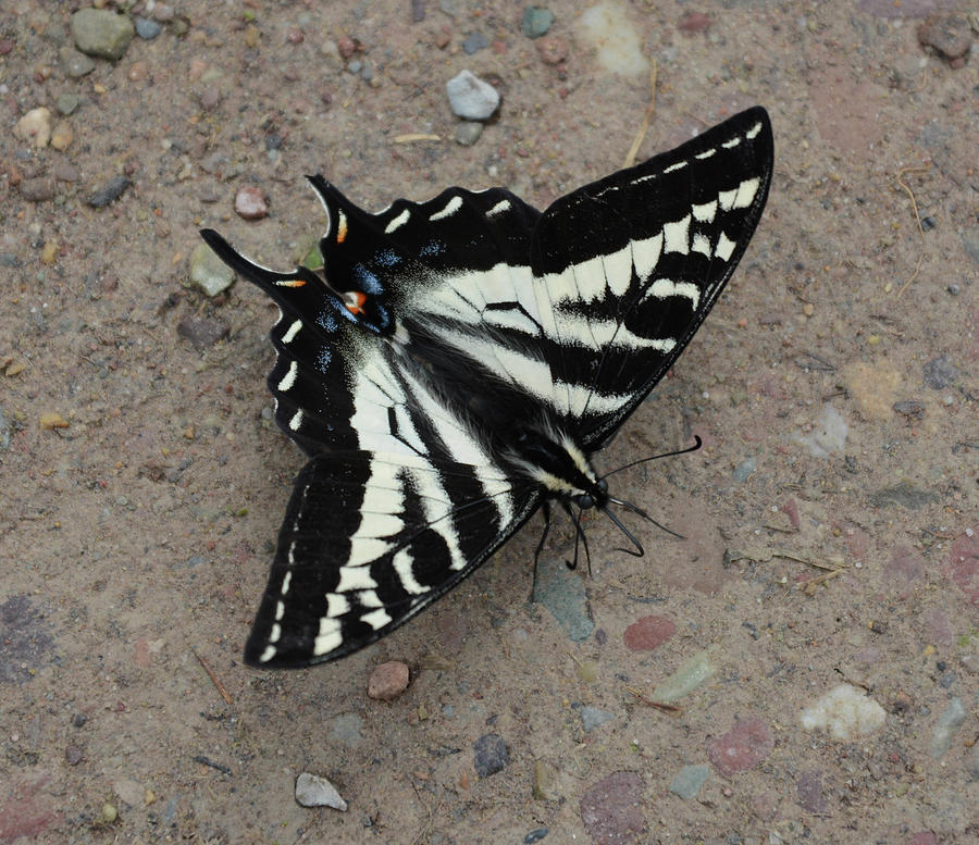 Pale Swallowtail Photograph