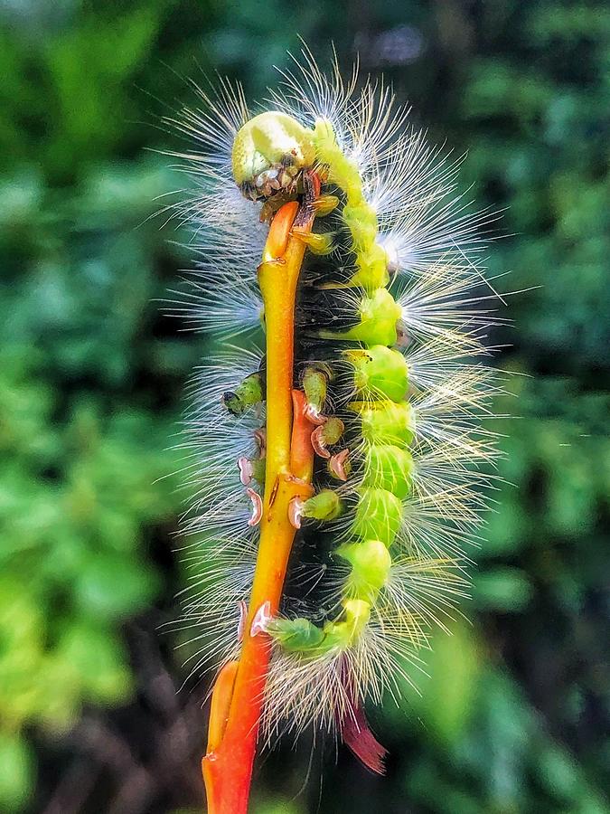 Pale tussock moth caterpillar Photograph by Andy Newman - Fine Art America