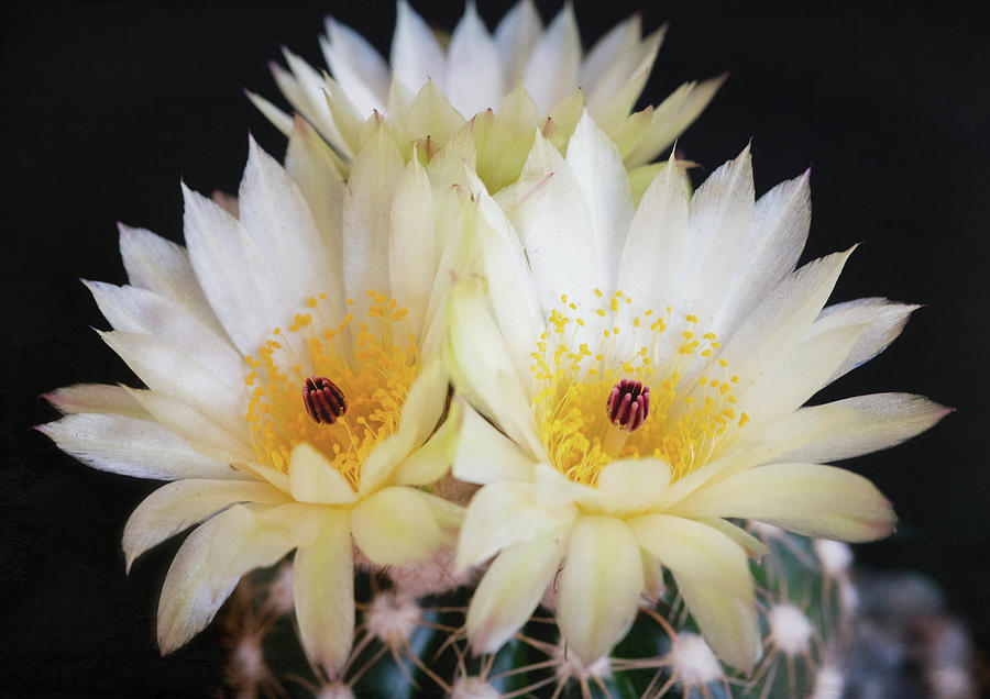 Pale Yellow Cactus Trio  Photograph by Saija Lehtonen