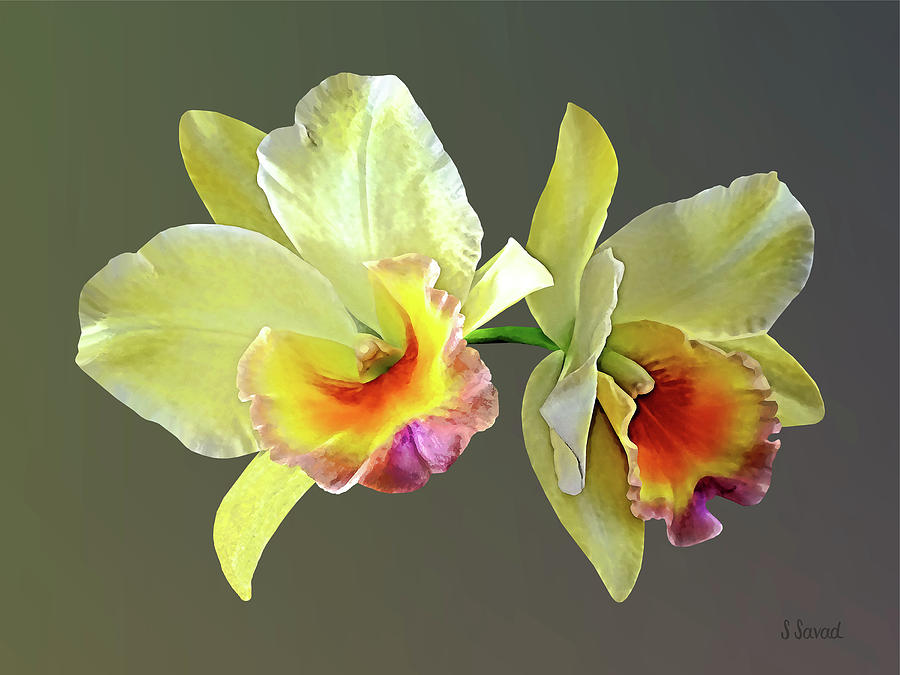 Flowers Still Life Photograph - Pale Yellow Cattleya Orchids by Susan Savad