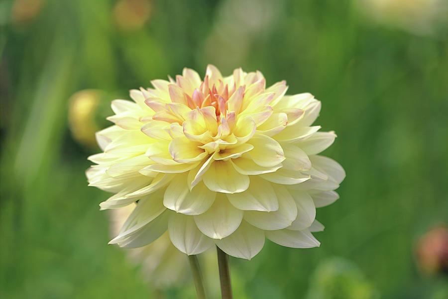 Pale yellow dahlia flower Photograph by Maria Meester