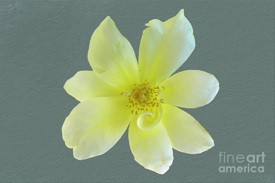 Pale yellow flower Photograph by Bentley Davis