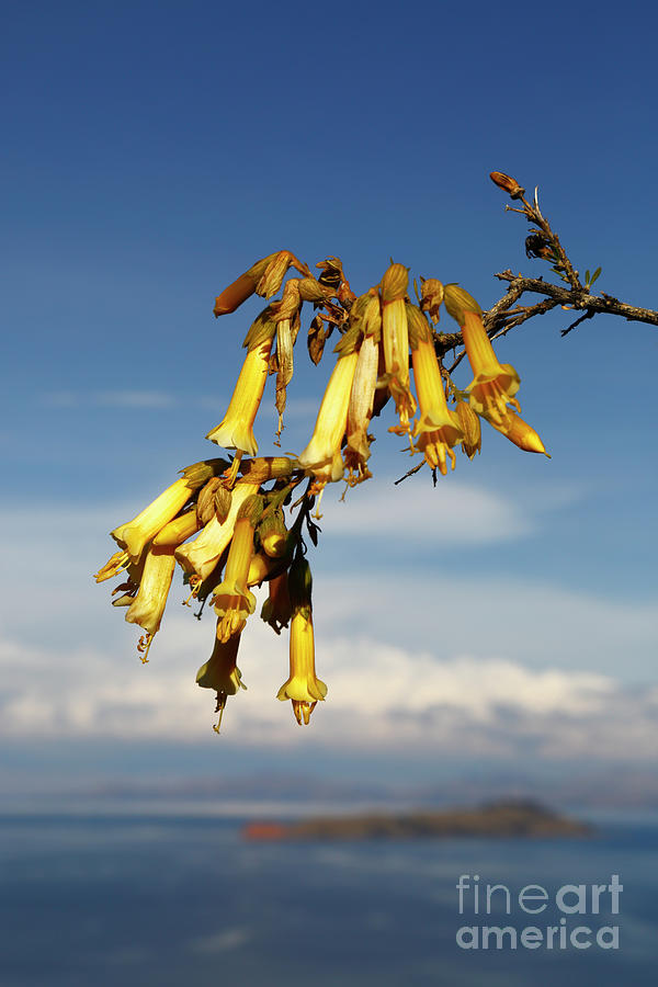 Pale Yellow Kantuta Flowers and Lake Titicaca Photograph by James Brunker