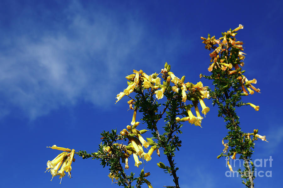 Pale Yellow Kantuta Flowers Photograph by James Brunker