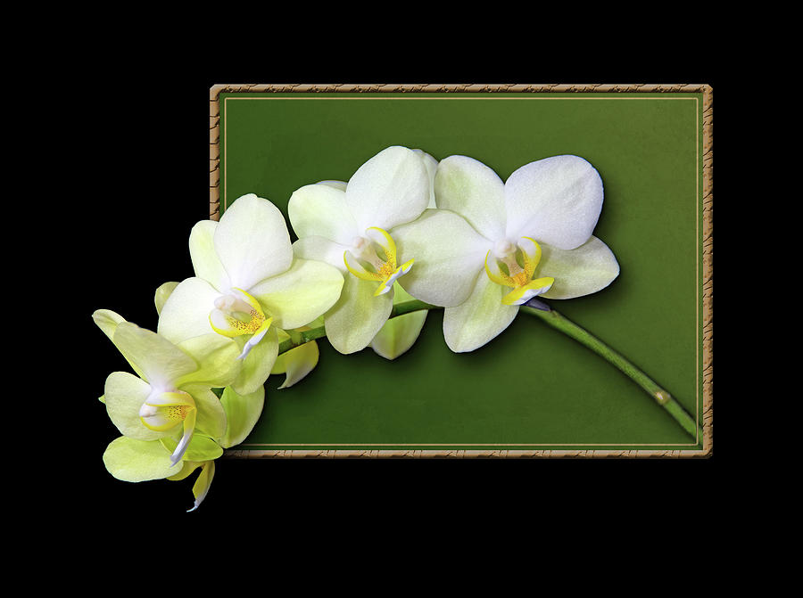 Pale Yellow Orchid Frame Photograph by Patti Deters