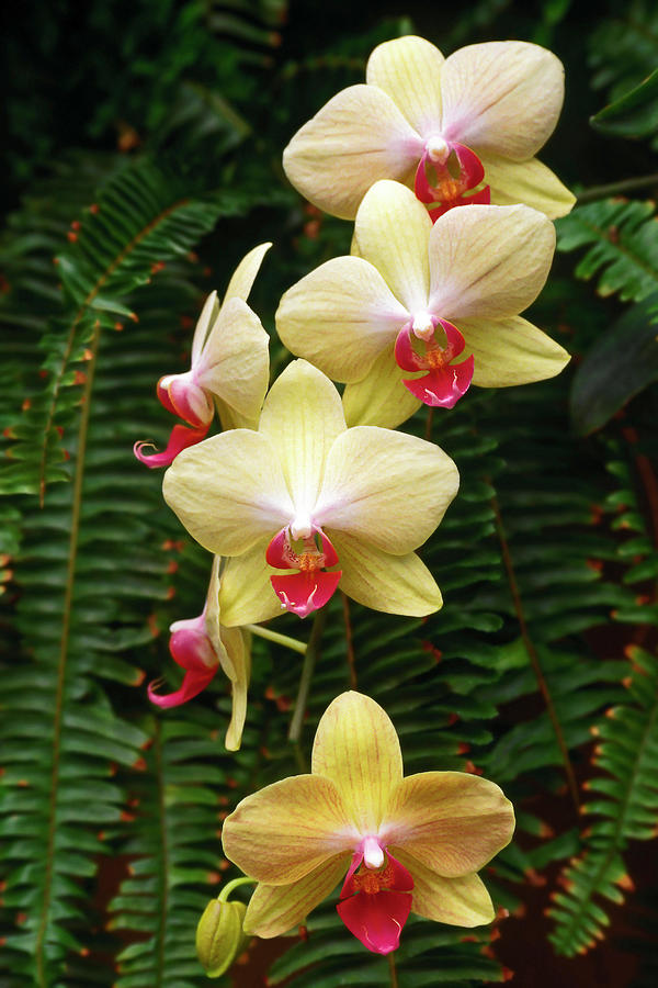 Pale Yellow Orchids Photograph by Sally Weigand
