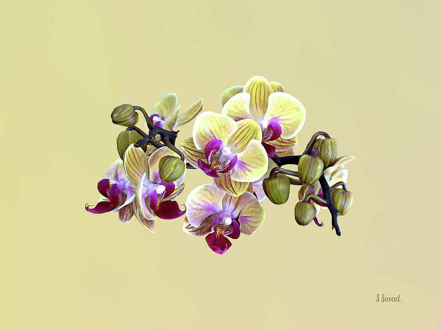 Pale Yellow Phalaenopsis Orchids Photograph by Susan Savad