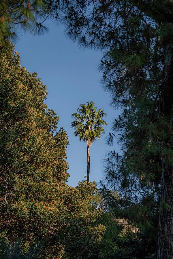 Cool Photograph - Palermo Palm Tree by Stuart Litoff