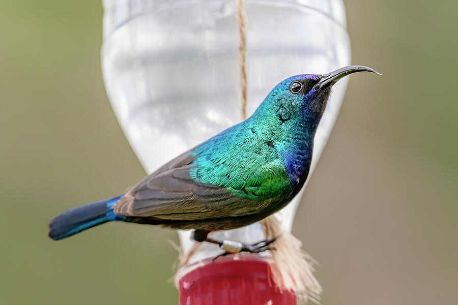 National Bird Of Palestine