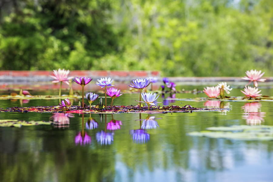 Palette of Waterlilies Photograph by Laura Roberts