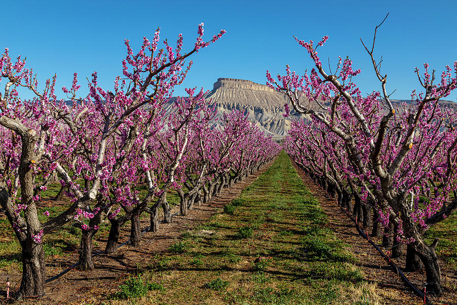 Palisade Colorado Orchard in Bloom Photograph by Teri Virbickis