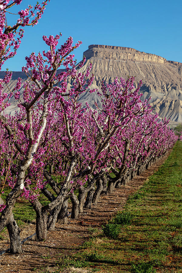 Palisade Colorado Peach Orchard in Bloom Photograph by Teri Virbickis