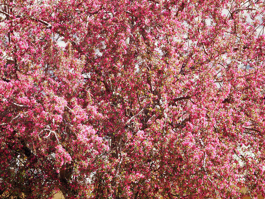 Palisades Peach Blossoms Photograph by Curtis Boggs Fine Art America