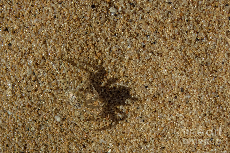 Animal Photograph - Pallid Ghost Crab and Shadow on Sand by Nancy Gleason