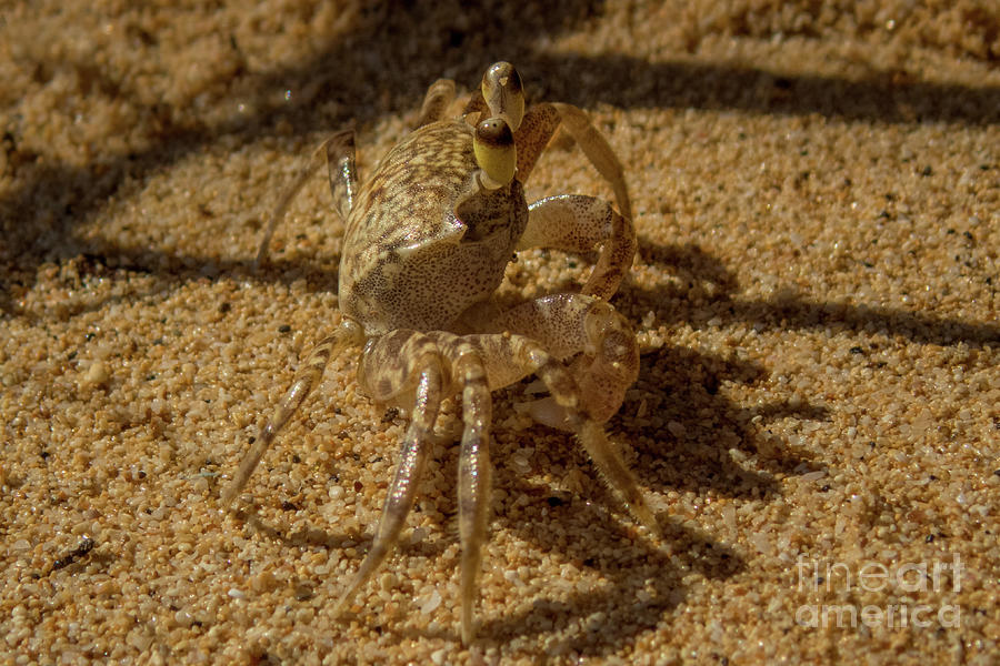 Pallid Ghost Crab Close-up Photograph by Nancy Gleason