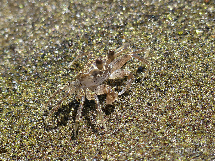 Pallid Ghost Crab Hawaii Photograph by Teresa A and Preston S Cole ...