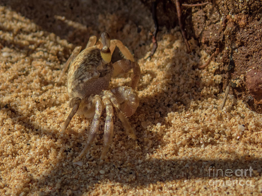 Pallid Ghost Crab on a Kauai Beach Photograph by Nancy Gleason