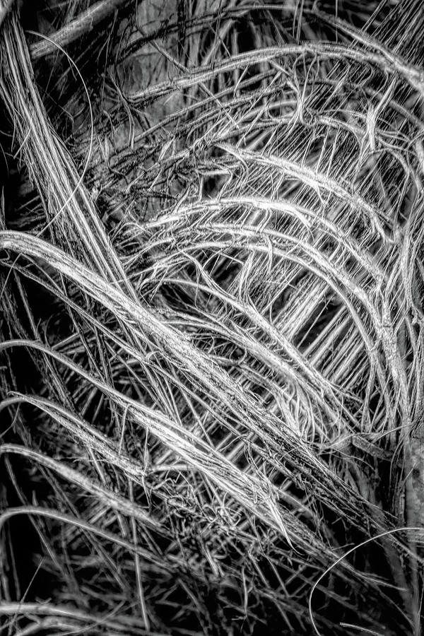 Palm Abstract  Black and White Photograph by Debra and Dave Vanderlaan