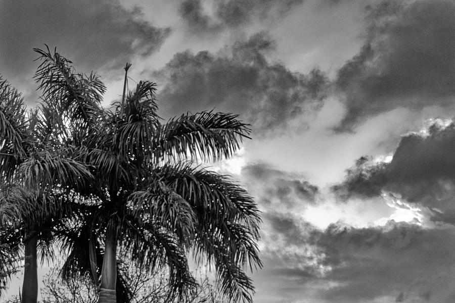 Palm and Clouds #1 Photograph by Alan Goldberg