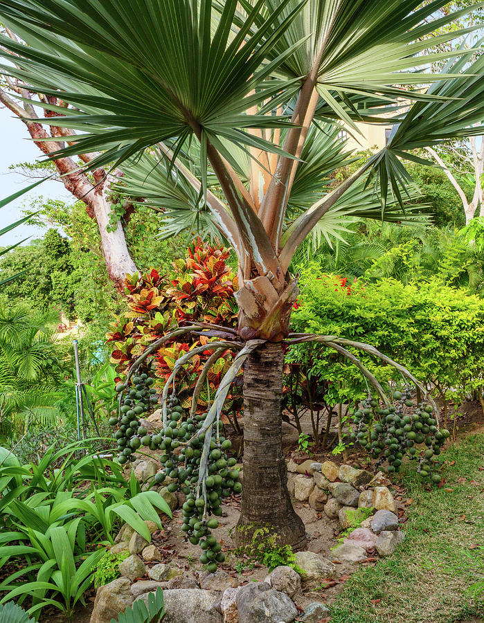 Palm and fruits. Private Gardens Photograph by Rob Huntley