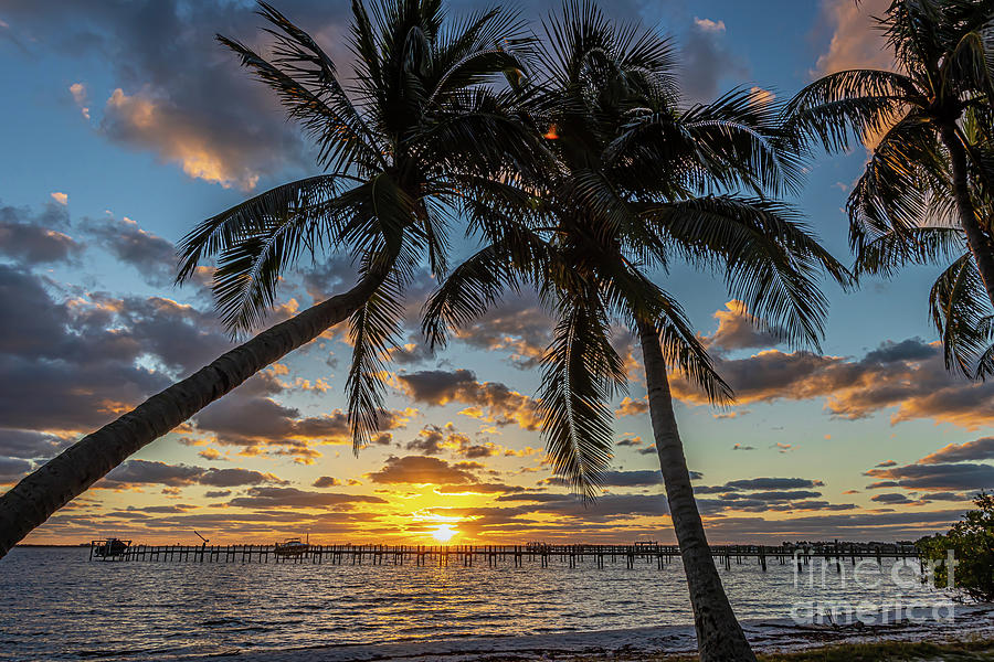 Palm and Pier Sunrise Photograph by Tom Claud