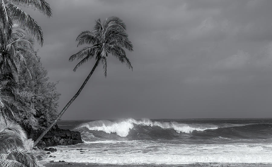 Palm and Waves Photograph by Doug Davidson